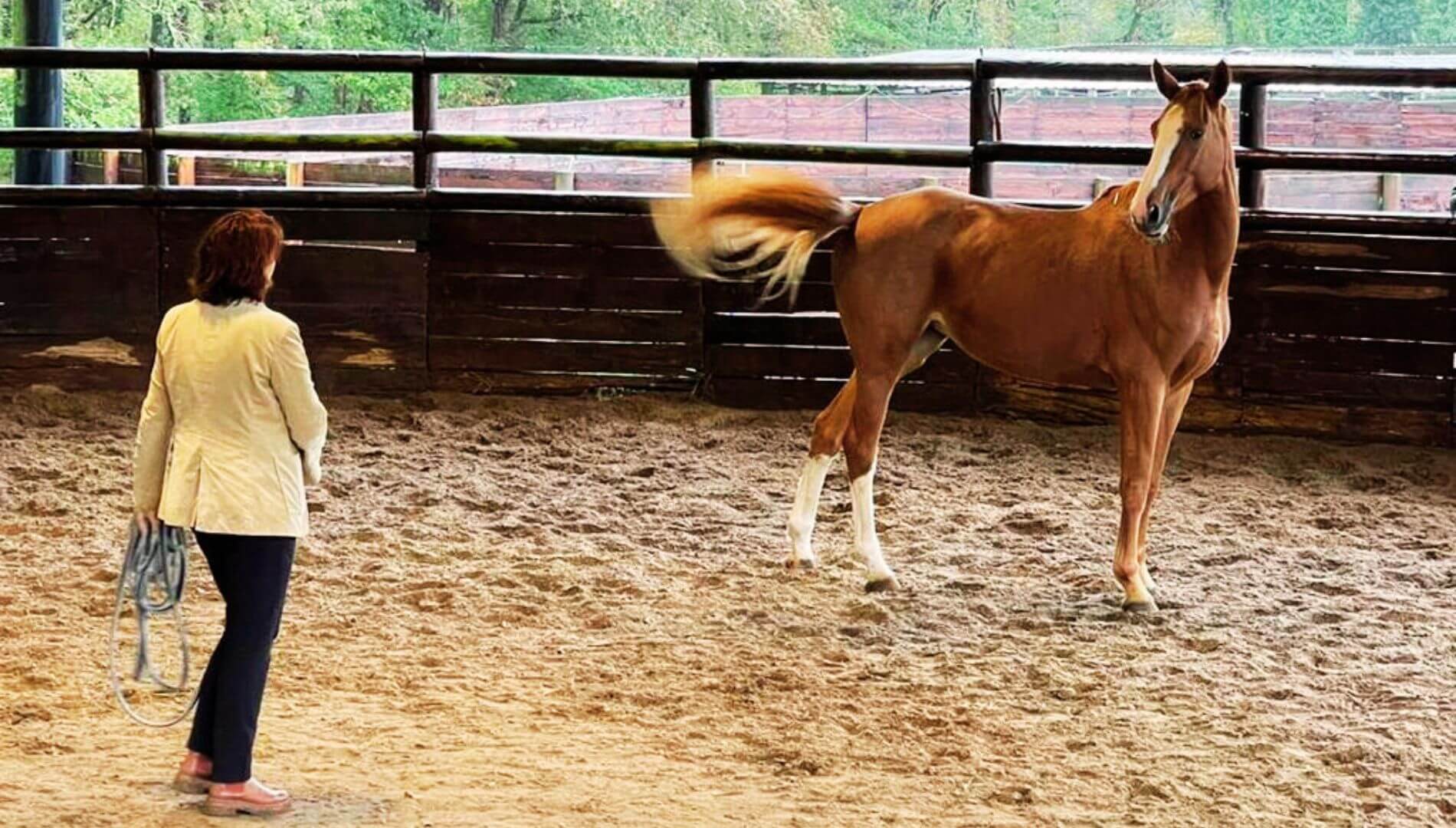 Mary-Naulin-Equicoaching-Yaelie-Horse-Coaching-Conseils-RH-et-Organisation.jpg