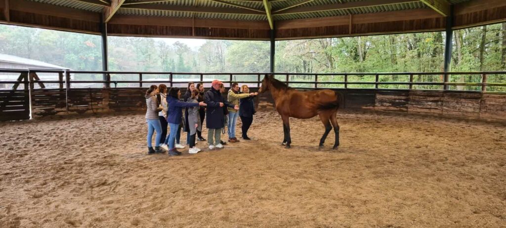 Le cheval reflet de la dynamique d'équipe - Mieux manager grâce à l'équicoaching - Yaelie Marie Naulin